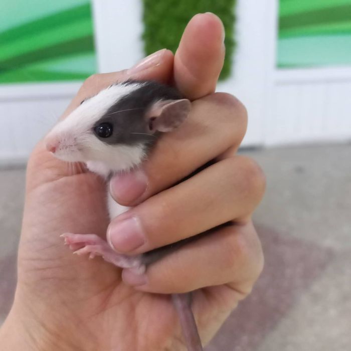 Декоративные крысы