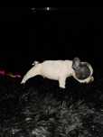 Bulldog Francez Blue Pied