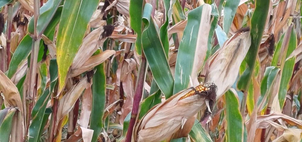 De vânzare grăunțe și baloți din lucernă