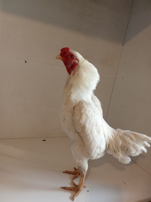 Ко шамо. О шамо. Чу шамо. Дакан. Инкубационные яйца!