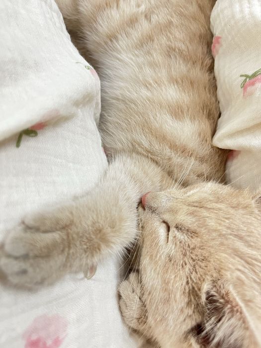 Отдам котёнка в добрые руки