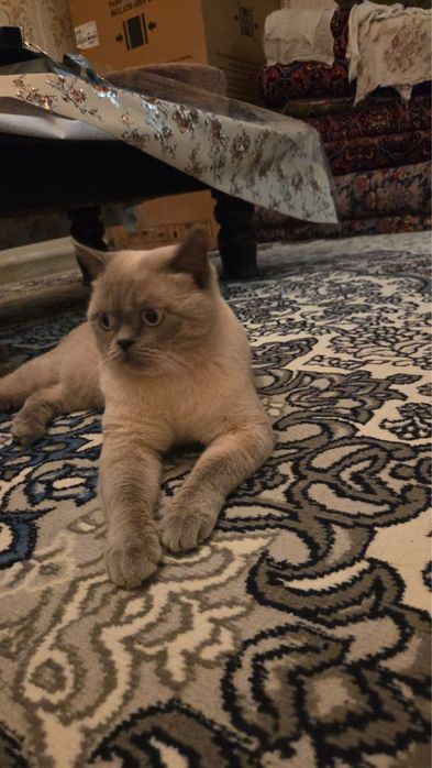 Кот породистый европейский