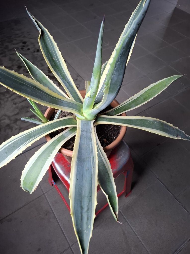 Smochin, agave yuka