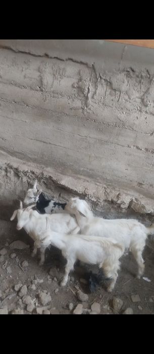 Echkilar sotiladi