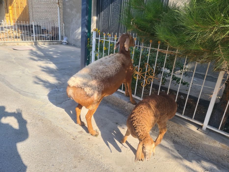 Arashan ona bola sotiladi  soglom