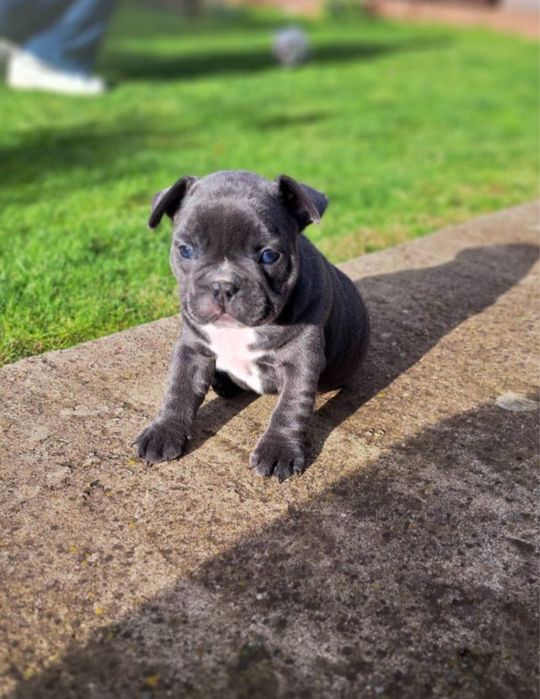 Френски булдог