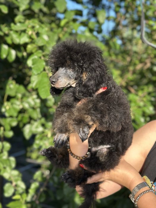 Щенки пуделя. Фантом.