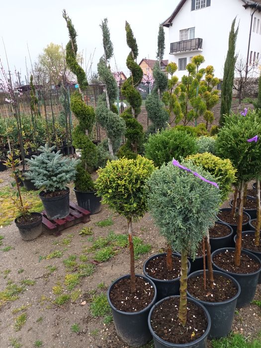 Plante ornamentale/ gard viu vesnic verde/ leylandii/ photinia/ prunus