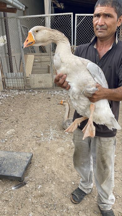 Гоз гуси gʻoz крупный серий ва холмогорский гозлари сотилпди