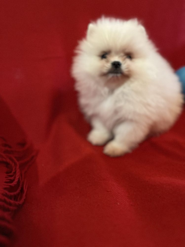 Pomeranian baietel