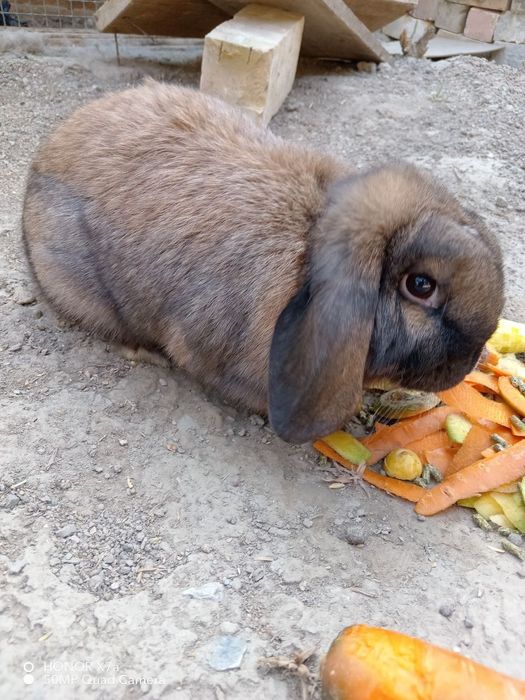 Toza zotli karlik quyon onasi va bolalari sotiladi