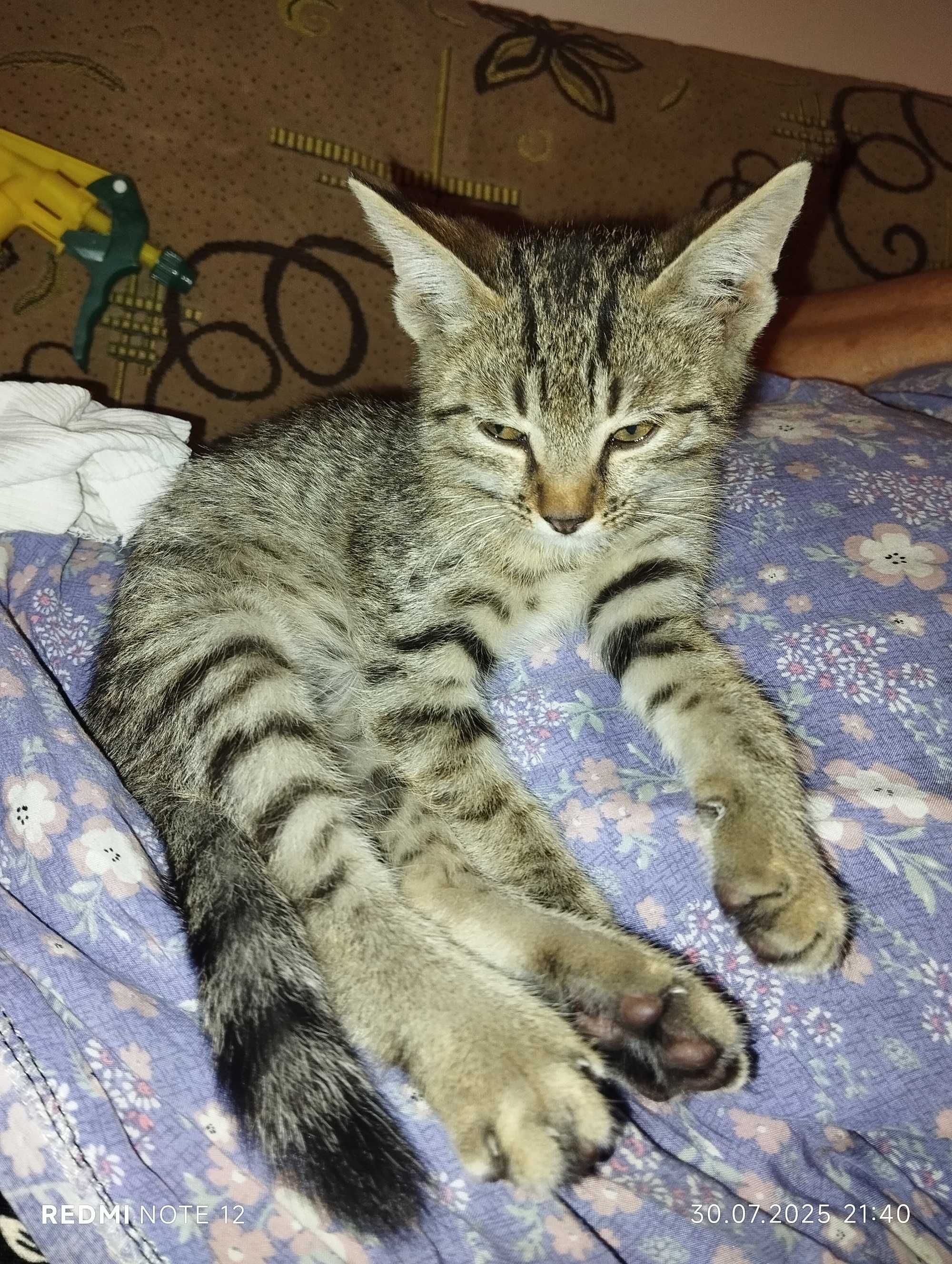 Отдам ласкового котёнка в хорошие руки