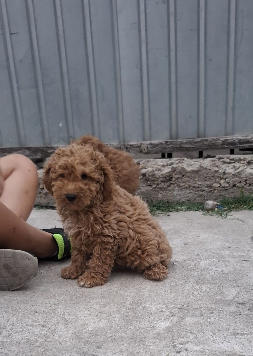 Băiețel pudel poodle mini cu acte