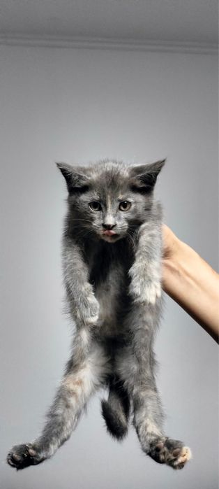 Котята ищут дом!!!