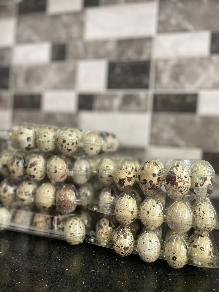 Продаю перепелиные яйца