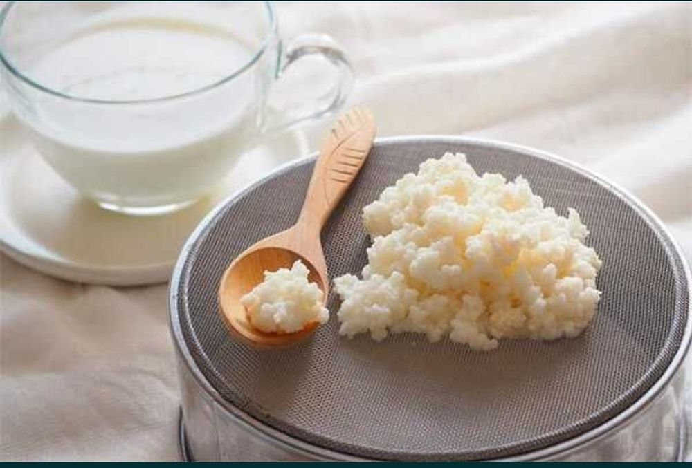 Ciuperca tibetana- Ciuperca de kefir