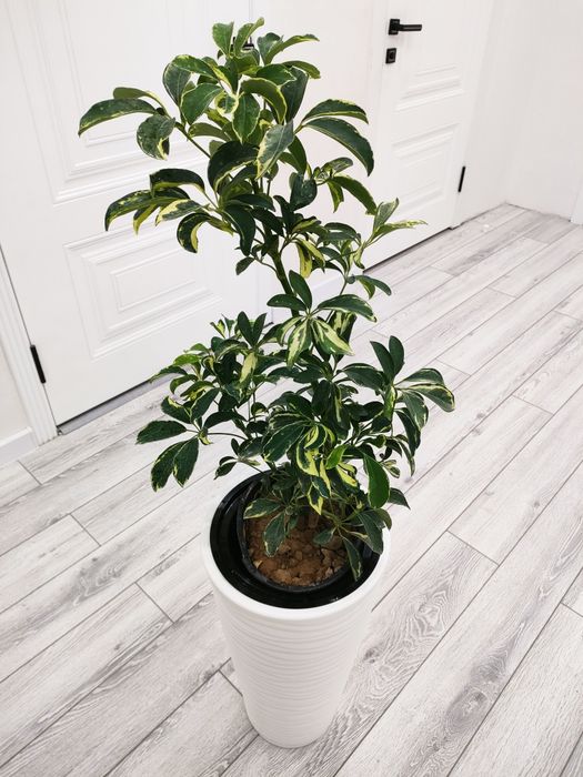 Шеффлера &  Доставка есть