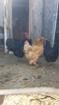 Cocoș Australorp pur