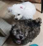 Bichon Maltez 2 luni