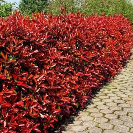 Photinia (Gard Viu )