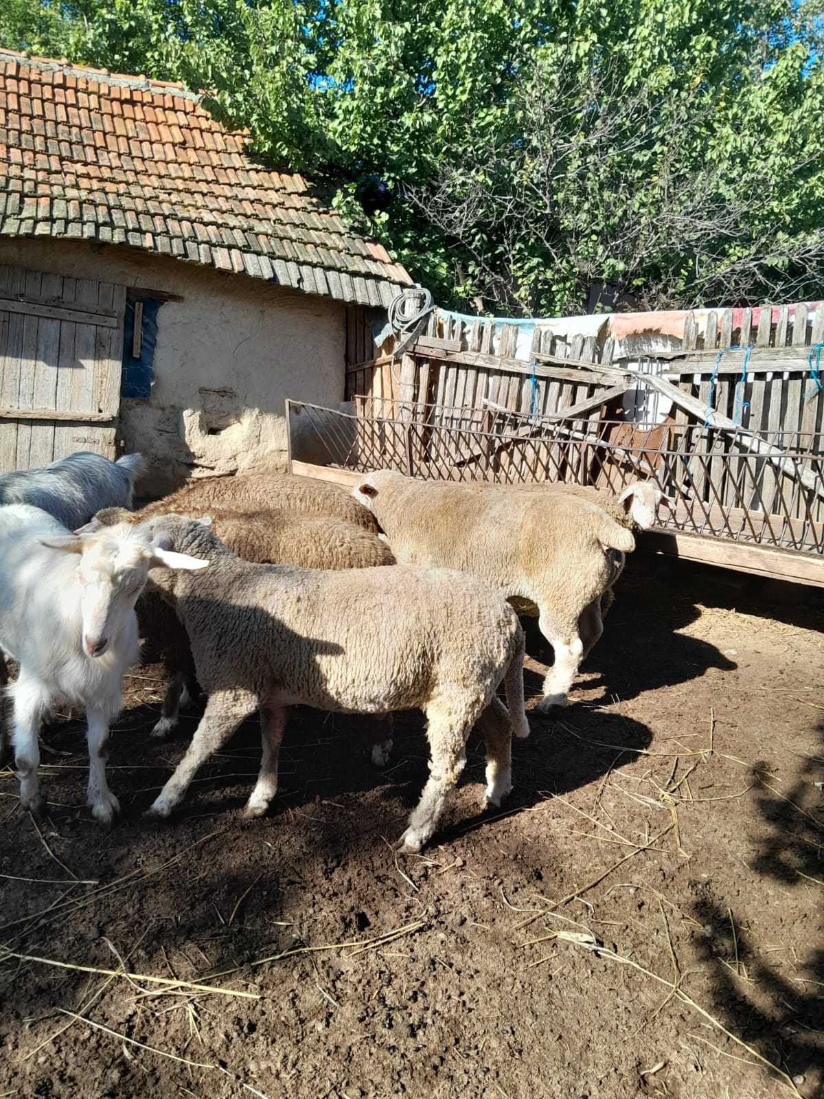 berbecuti carlani