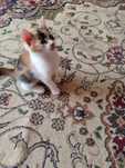 Котята хорошим , ответственным людям