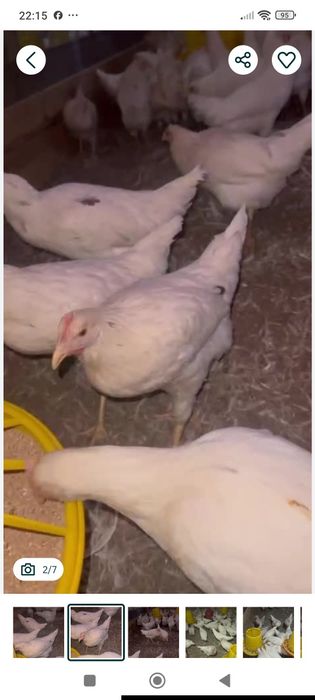 Товукчалар Сотилади