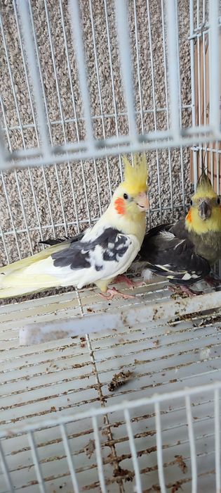 Vând papagali cu cușcă mare