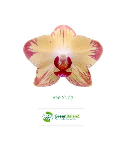 Орхидея Bee Sting (не цветет сейчас) / Орхидея  I-Hsin Beaming Sun