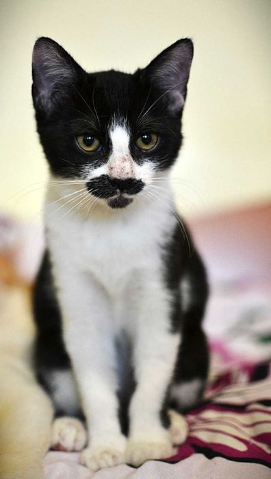 Pisoi 4 luni gratuit spre adoptie