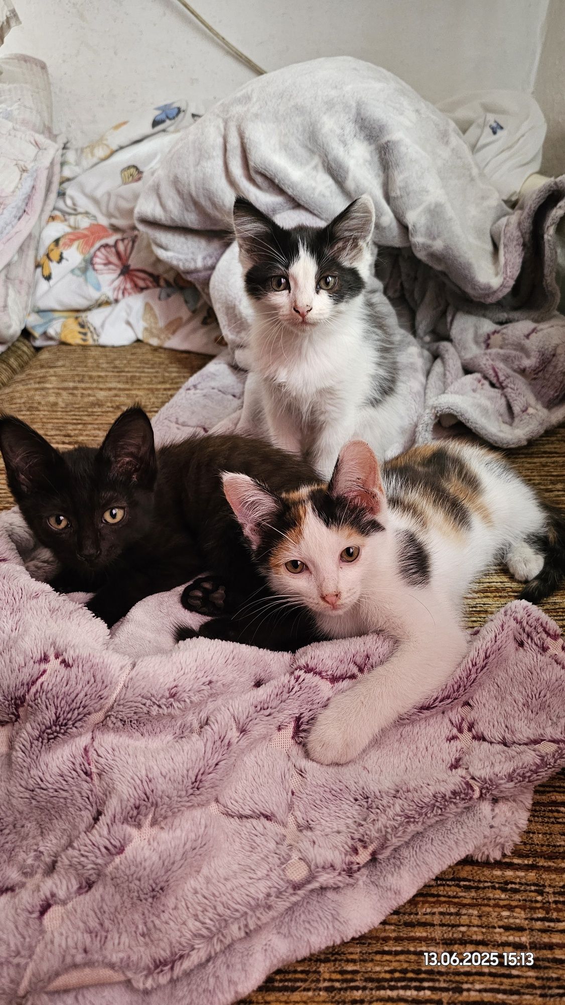 Котят 3 мес в добрые руки
