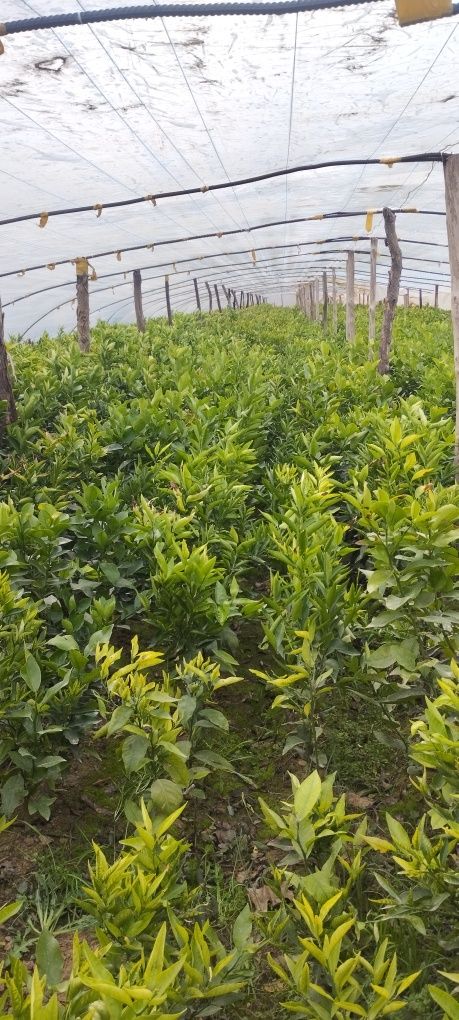 Mandarin .  limon.  koʻchatlari sotiladi.