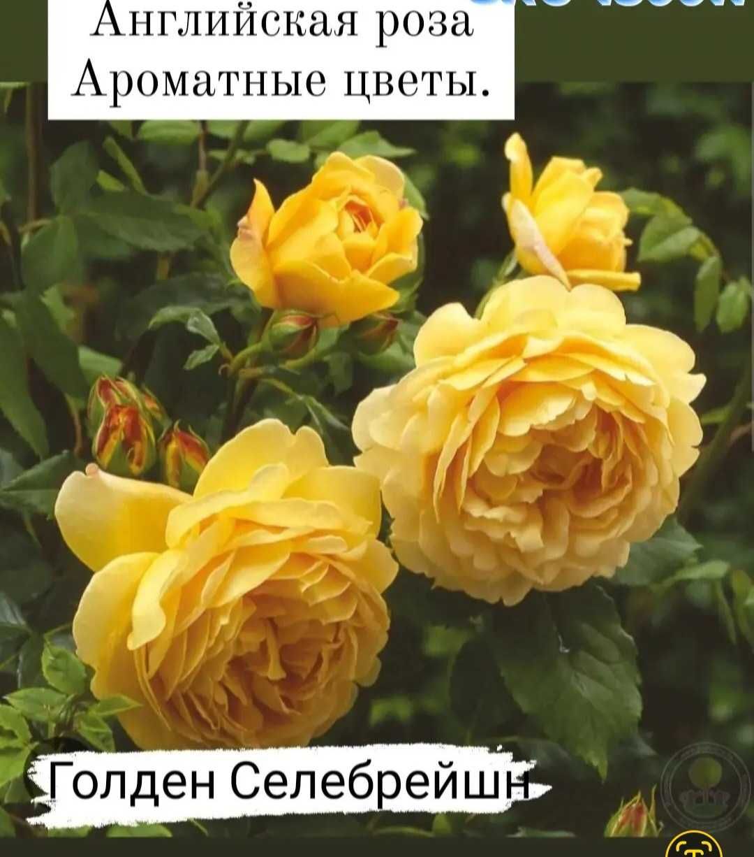 Розы. Саженцы сортовой розы.