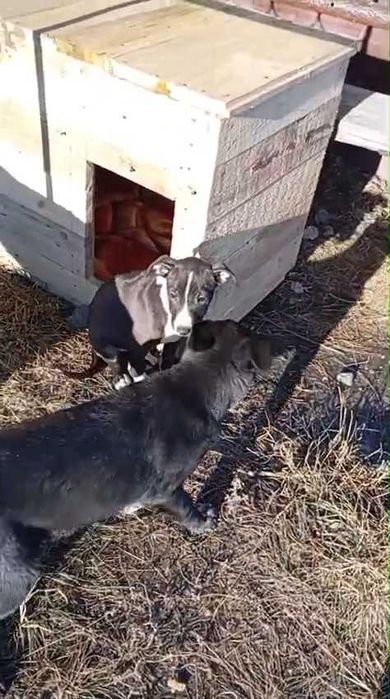 Щенкам очень нужен дом!