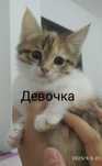 Отдам котят бесплатно
