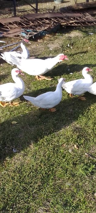Vând  rațe și rățoi de anul acesta