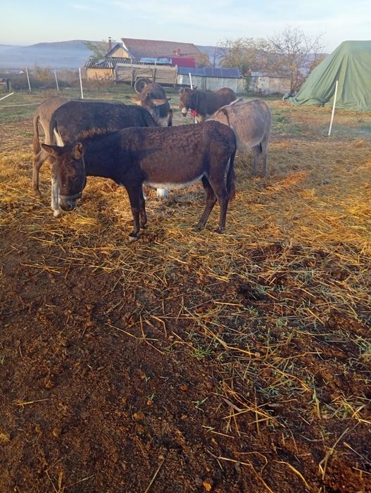 Vând.magarite.cu.pui.vand.si.pui.separat.am.si.magarite..separat.