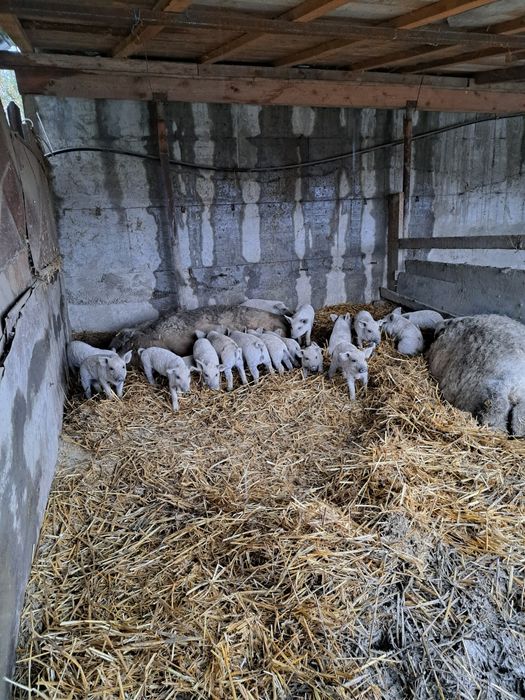 Porci rasa Mangalita crescuți in semilibertate