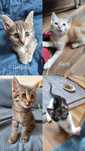 Pisicute de adoptat