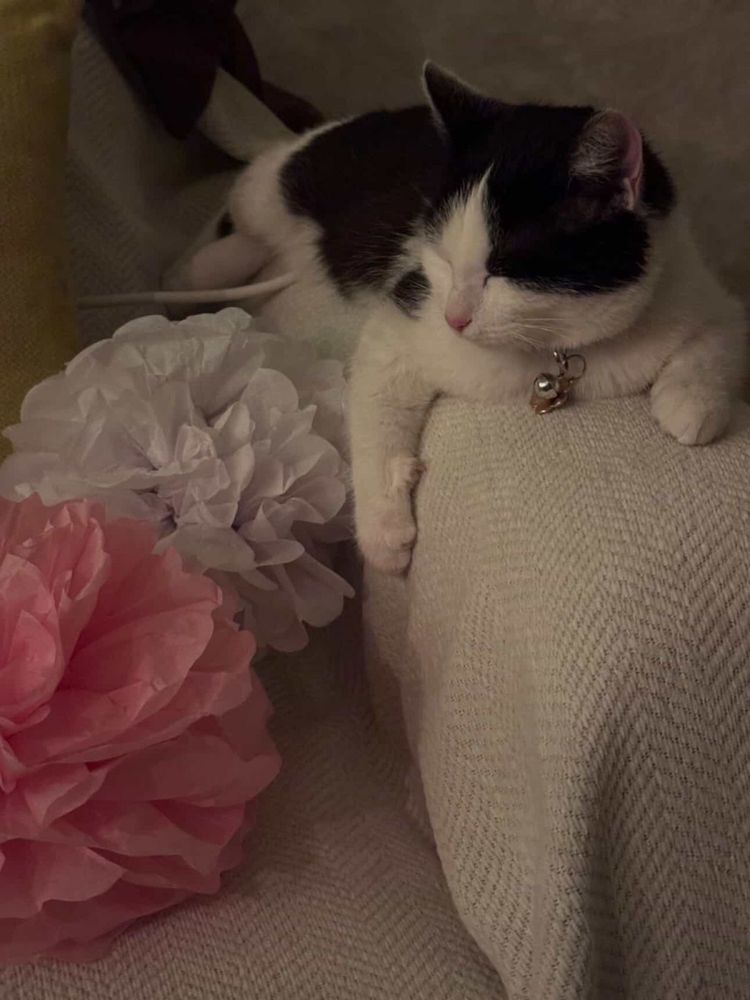 Ищем дом котику