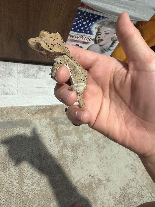 Vând șopârlă gecko plus terariu