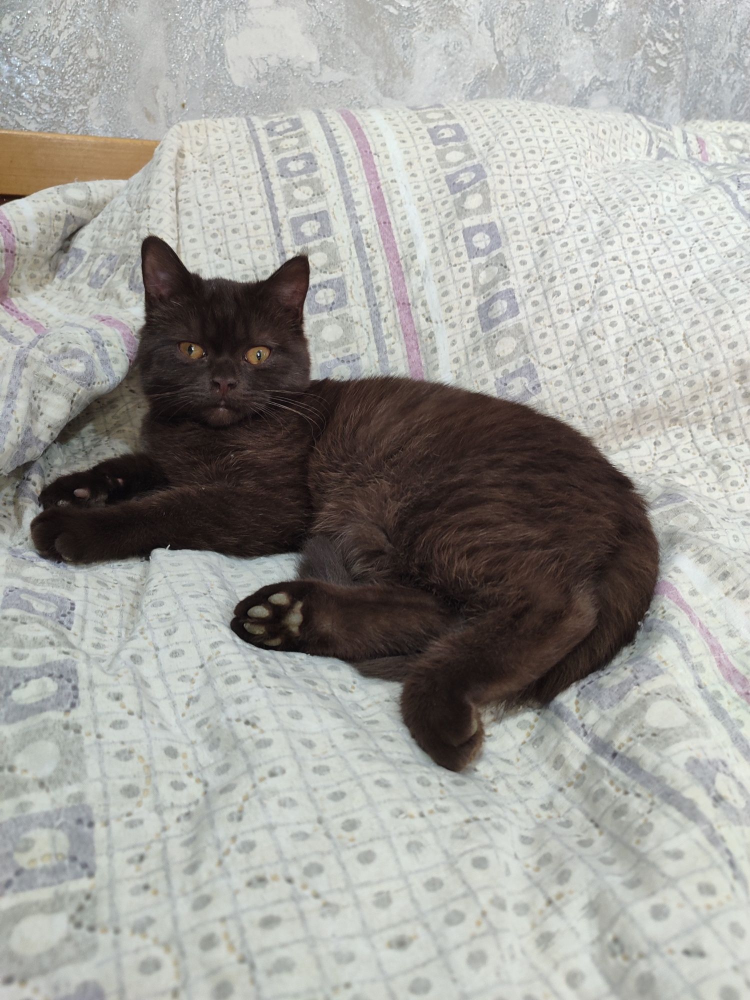Скоттиш страи́т рыжая кошка, бело рыжий и шоколадный котики.