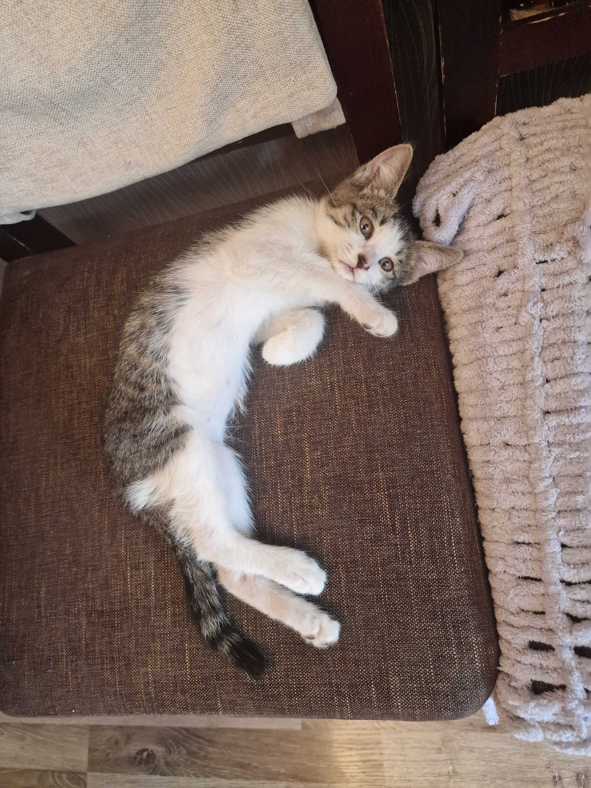 Котёнок. Мальчик. Малыш.