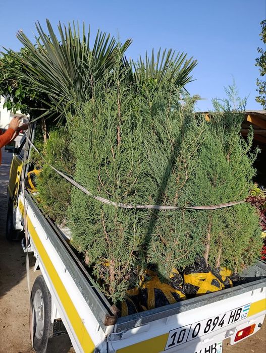 Арчалар 30 миндан Archalar 30 mingdan ADRIS Fod Sity ( AVANGART)