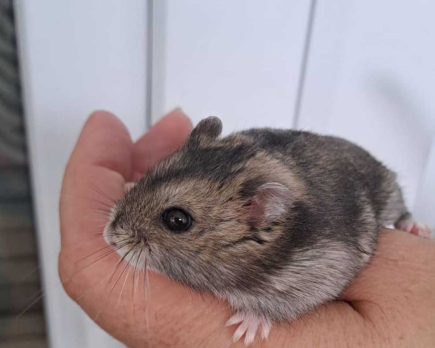 Pui de hamster pitic foarte blanzi si draguti