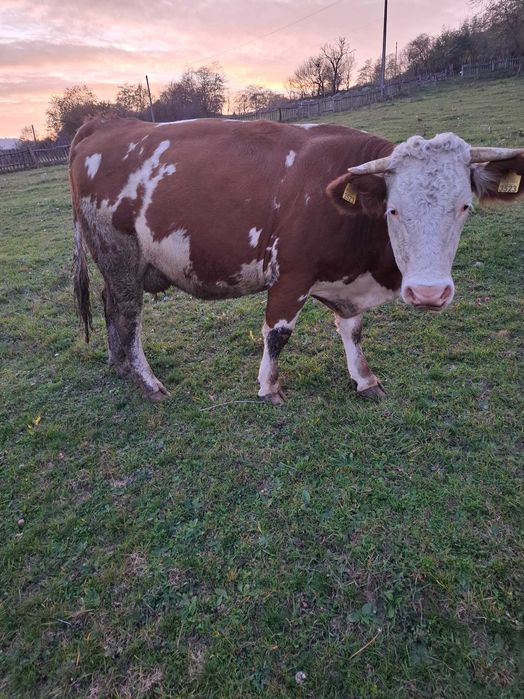 Juninca de 2 ani cu vitel de 3 luni,baltata romaneasca