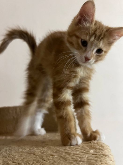 Котята даром в добрые руки