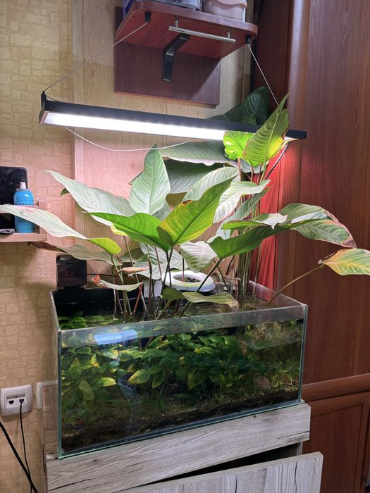 Анубиас гигант, аквариумное растение