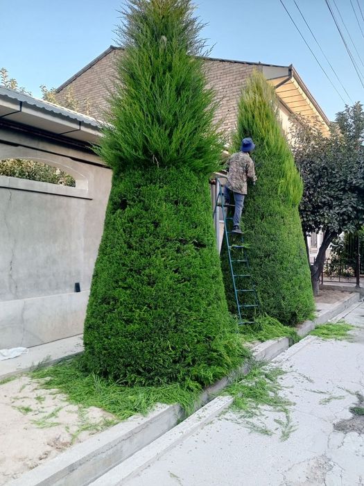 Archa kesish.va. gazon ekish. dorilash xizmati