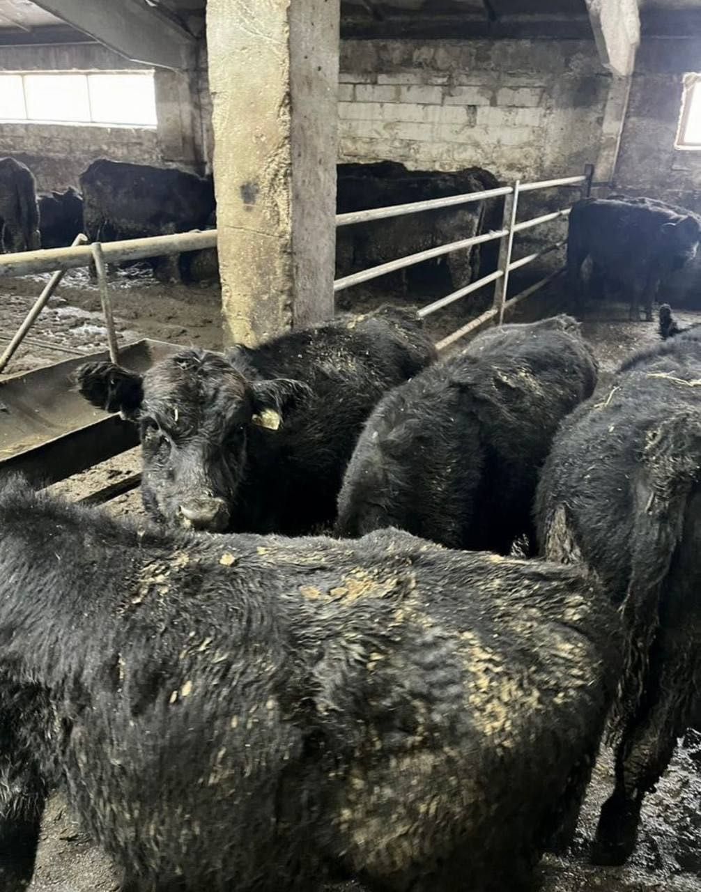 Продам Бычков Ангуса и говядину свежую